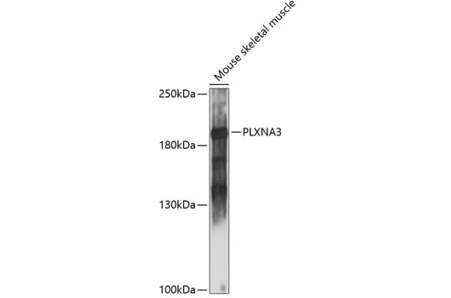 Western Blot - Anti-PLXNA3 Antibody (A88659) - Antibodies.com