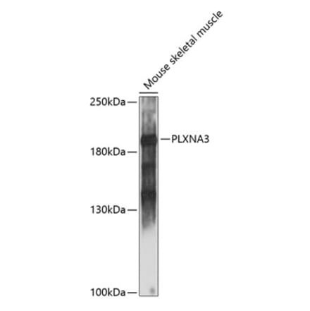 Western Blot - Anti-PLXNA3 Antibody (A88659) - Antibodies.com