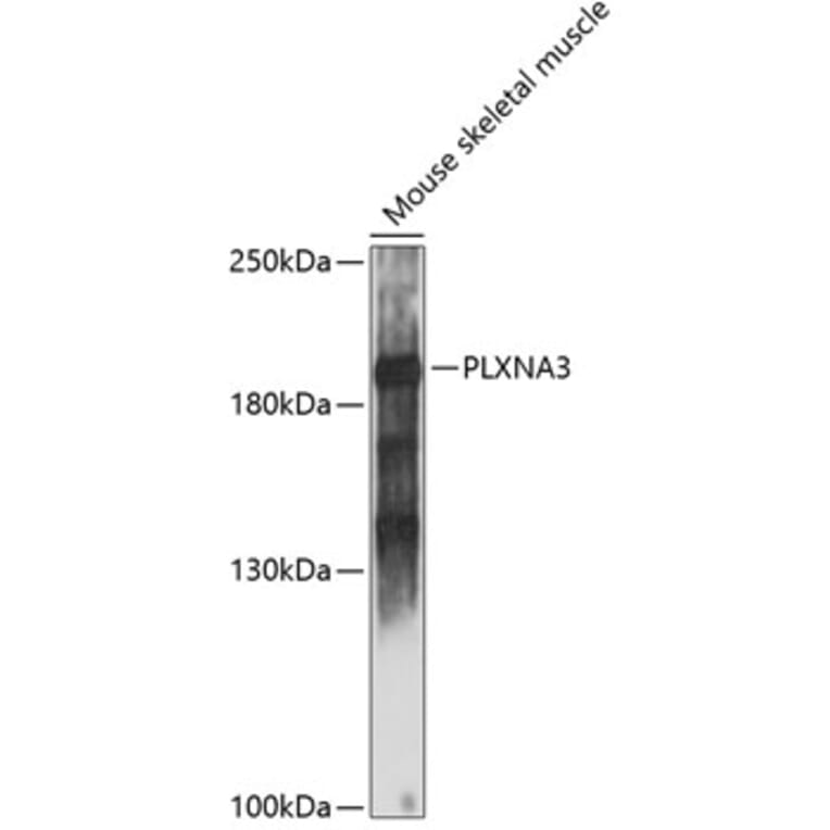 Western Blot - Anti-PLXNA3 Antibody (A88659) - Antibodies.com