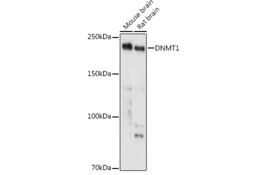 Western Blot - Anti-Dnmt1 Antibody (A88660) - Antibodies.com