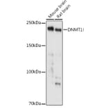 Western Blot - Anti-Dnmt1 Antibody (A88660) - Antibodies.com