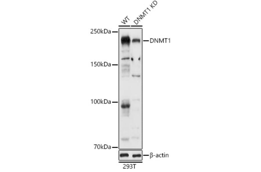 Western Blot - Anti-Dnmt1 Antibody (A88660) - Antibodies.com