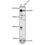 Western Blot - Anti-Dnmt1 Antibody (A88660) - Antibodies.com