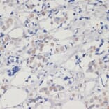 Immunohistochemistry - Anti-Dnmt1 Antibody (A88660) - Antibodies.com