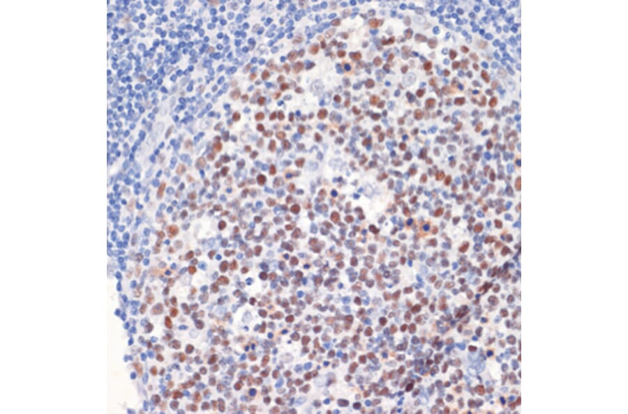 Immunohistochemistry - Anti-Dnmt1 Antibody (A88660) - Antibodies.com