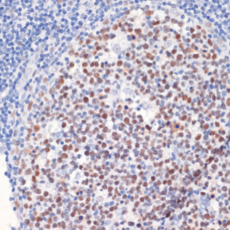 Immunohistochemistry - Anti-Dnmt1 Antibody (A88660) - Antibodies.com