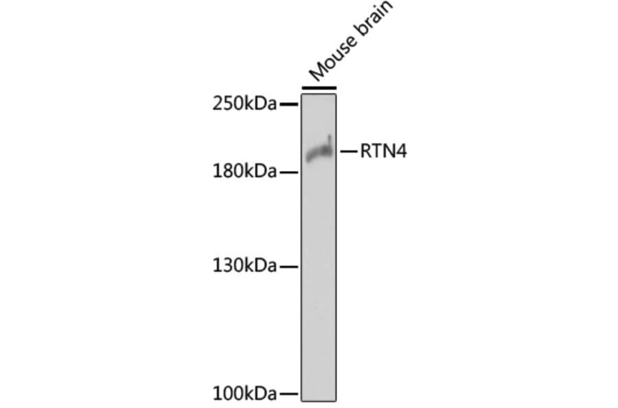 Western Blot - Anti-Nogo Antibody (A88661) - Antibodies.com