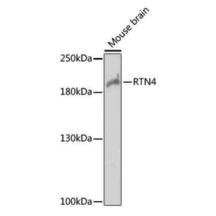 Western Blot - Anti-Nogo Antibody (A88661) - Antibodies.com