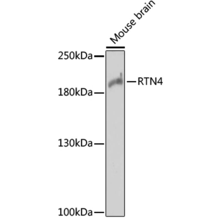 Western Blot - Anti-Nogo Antibody (A88661) - Antibodies.com