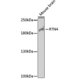 Western Blot - Anti-Nogo Antibody (A88661) - Antibodies.com