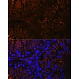 Immunofluorescence - Anti-Nogo Antibody (A88661) - Antibodies.com