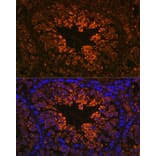 Immunofluorescence - Anti-Nogo Antibody (A88661) - Antibodies.com