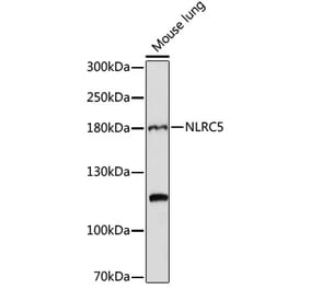 Western Blot - Anti-NLRC5 Antibody (A88662) - Antibodies.com