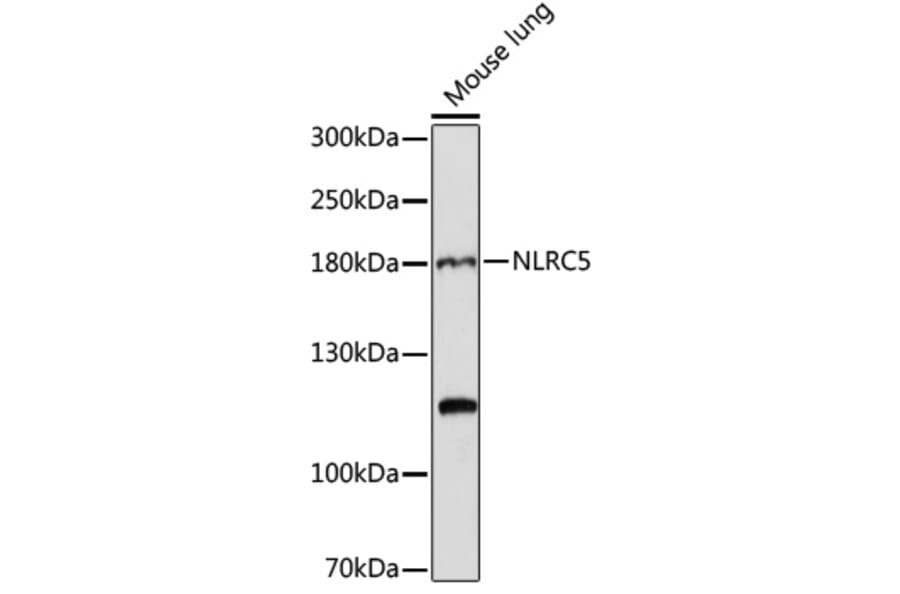 Western Blot - Anti-NLRC5 Antibody (A88662) - Antibodies.com