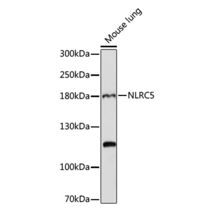 Western Blot - Anti-NLRC5 Antibody (A88662) - Antibodies.com