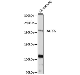Western Blot - Anti-NLRC5 Antibody (A88664) - Antibodies.com