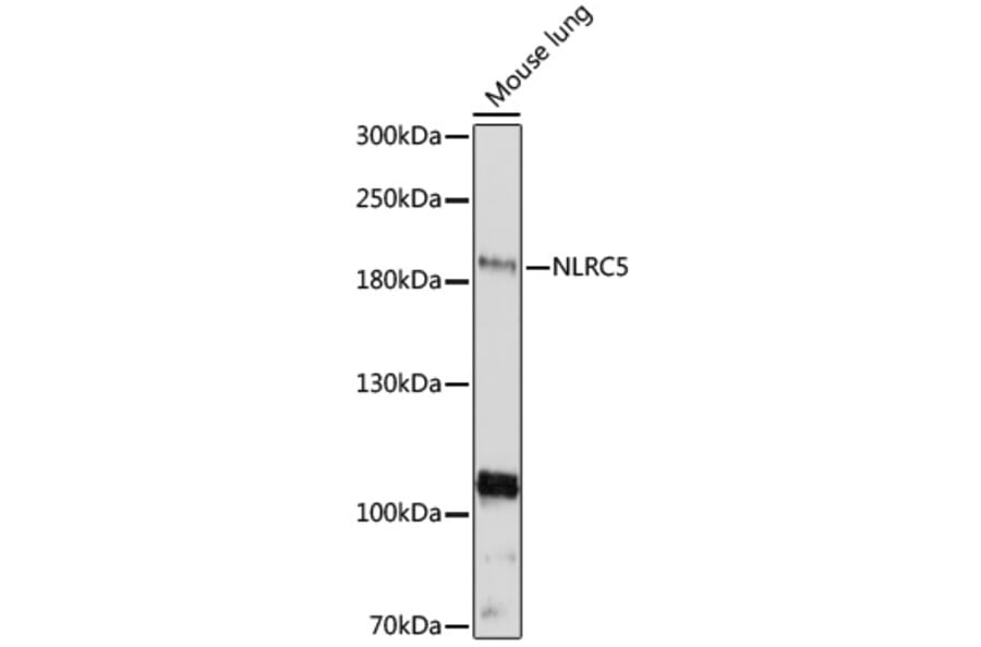Western Blot - Anti-NLRC5 Antibody (A88664) - Antibodies.com