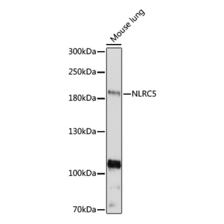 Western Blot - Anti-NLRC5 Antibody (A88664) - Antibodies.com