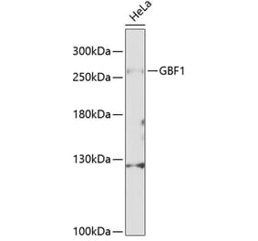 Western Blot - Anti-GBF1 Antibody (A88665) - Antibodies.com