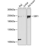 Western Blot - Anti-Sbf1 Antibody (A88667) - Antibodies.com