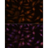 Immunofluorescence - Anti-AIMP3/p18 Antibody (A88671) - Antibodies.com