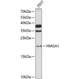 Western Blot - Anti-HMGA1 Antibody (A88672) - Antibodies.com