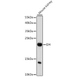 Western Blot - Anti-ID4 Antibody (A88673) - Antibodies.com