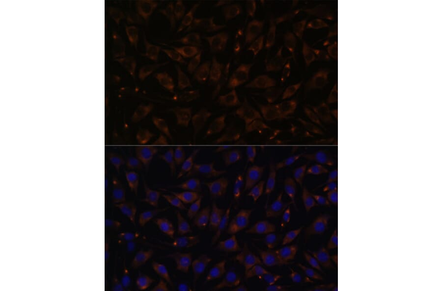 Immunofluorescence - Anti-PLLP Antibody (A88674) - Antibodies.com