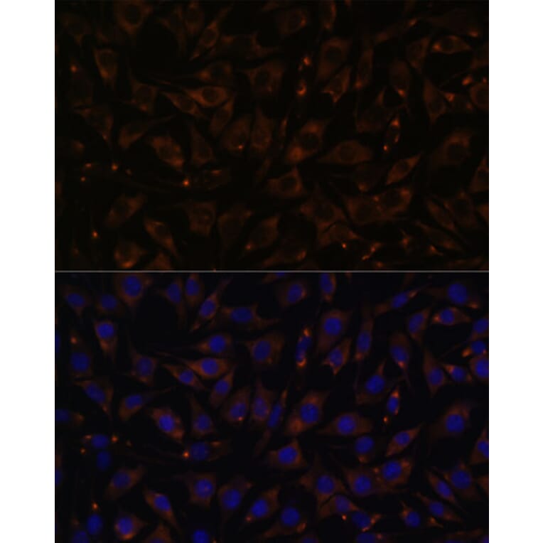 Immunofluorescence - Anti-PLLP Antibody (A88674) - Antibodies.com