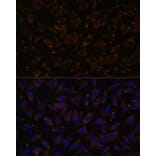 Immunofluorescence - Anti-PLLP Antibody (A88674) - Antibodies.com