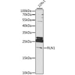 Western Blot - Anti-Relaxin 1 Antibody (A88675) - Antibodies.com