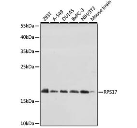 Western Blot - Anti-RPS17 Antibody (A88676) - Antibodies.com