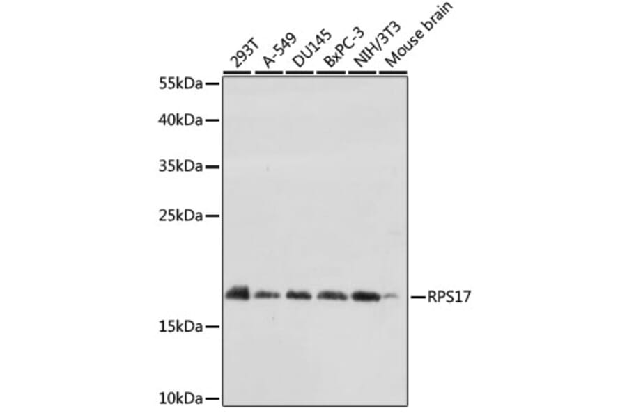 Western Blot - Anti-RPS17 Antibody (A88676) - Antibodies.com