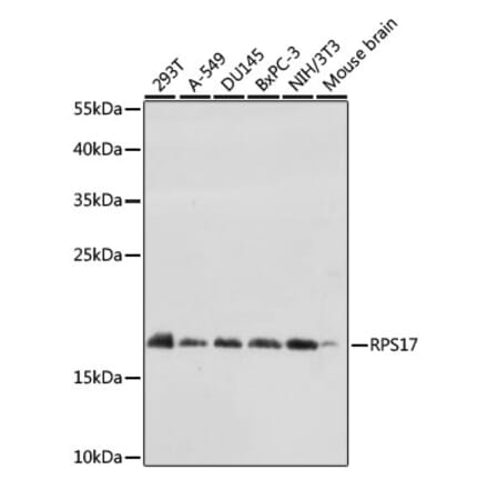 Western Blot - Anti-RPS17 Antibody (A88676) - Antibodies.com