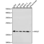 Western Blot - Anti-RPS17 Antibody (A88676) - Antibodies.com