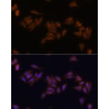 Immunofluorescence - Anti-RPS17 Antibody (A88676) - Antibodies.com