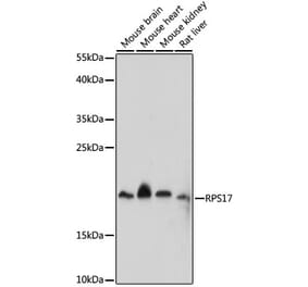 Western Blot - Anti-RPS17 Antibody (A88677) - Antibodies.com