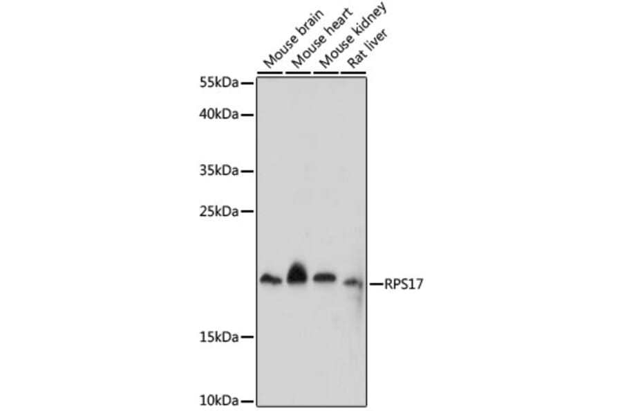 Western Blot - Anti-RPS17 Antibody (A88677) - Antibodies.com