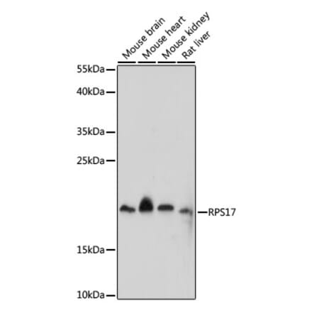 Western Blot - Anti-RPS17 Antibody (A88677) - Antibodies.com