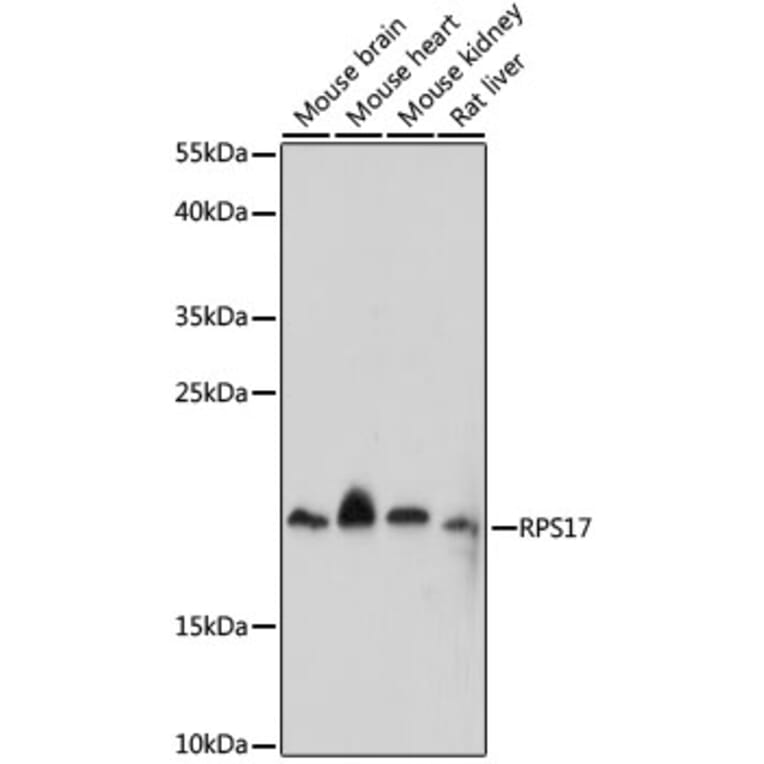 Western Blot - Anti-RPS17 Antibody (A88677) - Antibodies.com