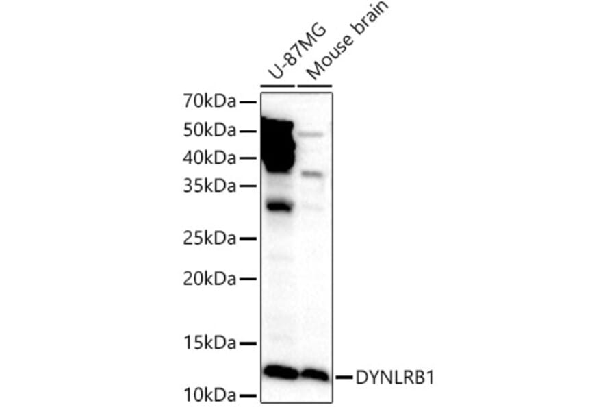 Western Blot - Anti-DYNLRB1 Antibody (A88679) - Antibodies.com