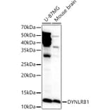 Western Blot - Anti-DYNLRB1 Antibody (A88679) - Antibodies.com