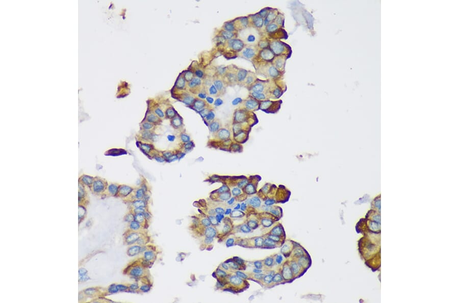 Immunohistochemistry - Anti-DYNLRB1 Antibody (A88679) - Antibodies.com