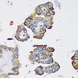 Immunohistochemistry - Anti-DYNLRB1 Antibody (A88679) - Antibodies.com