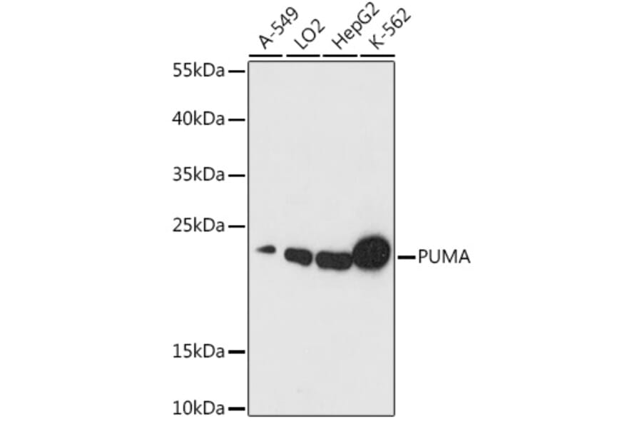 Western Blot - Anti-PUMA Antibody (A88681) - Antibodies.com