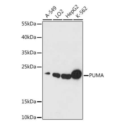 Western Blot - Anti-PUMA Antibody (A88681) - Antibodies.com