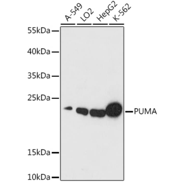 Western Blot - Anti-PUMA Antibody (A88681) - Antibodies.com