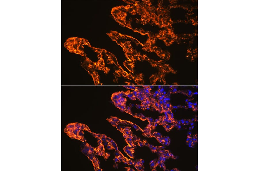 Immunofluorescence - Anti-Caveolin 1 Antibody (A88686) - Antibodies.com