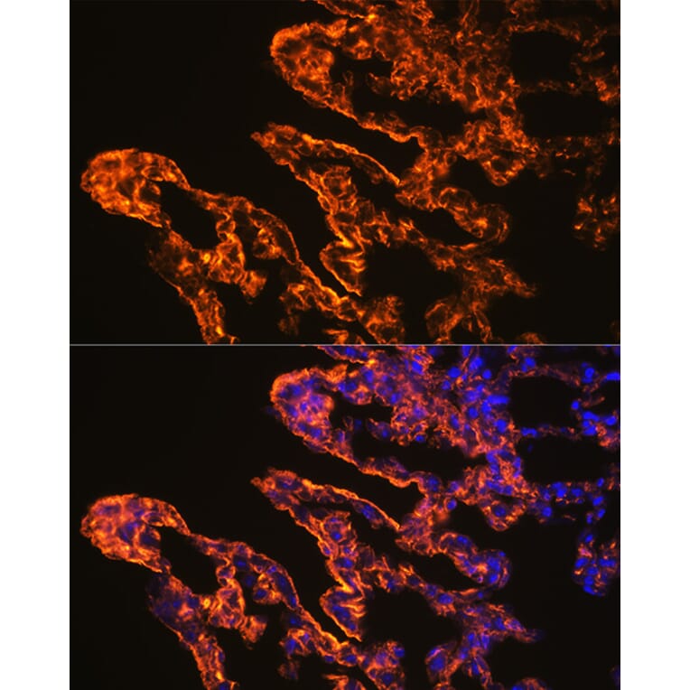 Immunofluorescence - Anti-Caveolin 1 Antibody (A88686) - Antibodies.com