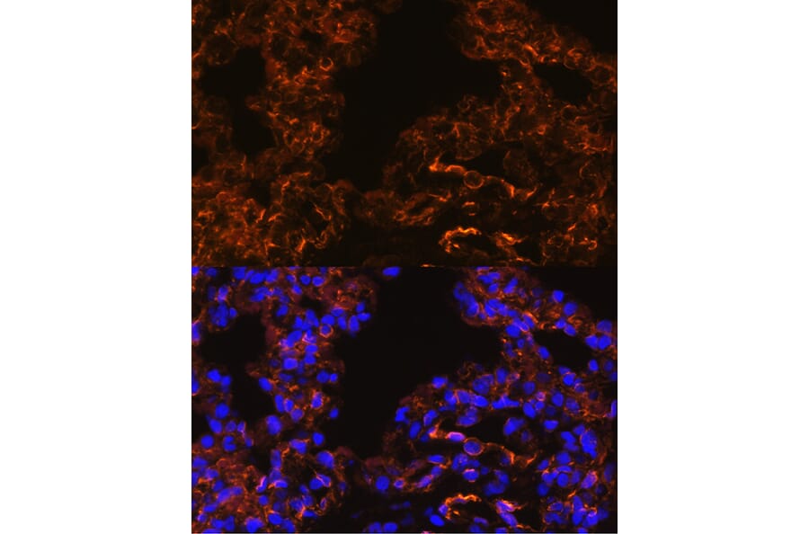 Immunofluorescence - Anti-Caveolin 1 Antibody (A88686) - Antibodies.com